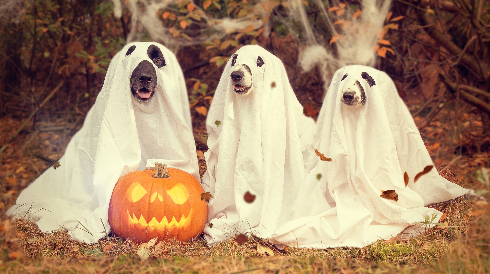 Join us for a Halloween event near you! - Lake Agassiz Regional Library